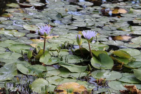 香港六合彩 数据分析图